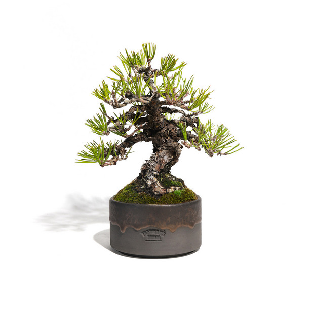 黒松　-Japanese black pine-　（推定樹齢40年）